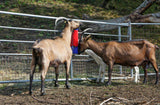 Scratch Brush Multi-use Kerbl - Pet And Farm