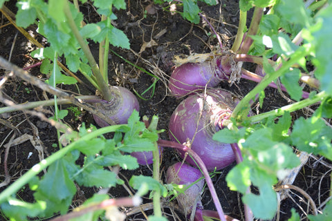 Mammoth Purple Top Turnip + Thiram - Pet And Farm 