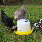 Bainbridge Supreme Poultry Drinker with Handle - 10L - Pet And Farm 