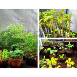 Greenfingers Hydroponics Grow Tent Kits Hydroponic Grow System Black 60X60X90CM 600D Oxford - Pet And Farm