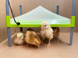 River Chicken Heating Plate With Cover - Pet And Farm 