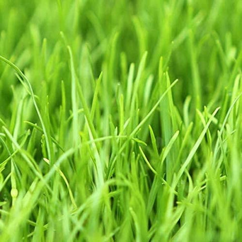 Nui Perennial Ryegrass