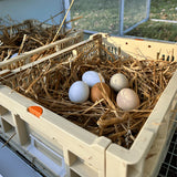 Collapsible Chicken Nesting Box