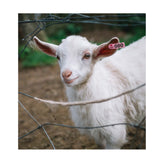 1-100 Cattle Number Ear Tag 5x2cm Set - Mini Pink Cow Sheep Pig Livestock Label - Pet And Farm 