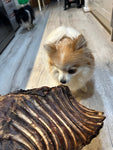 1x Just Kangaroo Rib Racks - Pet And Farm 