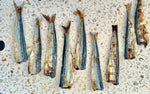 1x Just Sardine Trunks - Pet And Farm 