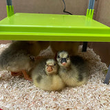 Chick Heating Plate - 43cm x 30.5cm With Cover - Pet And Farm 