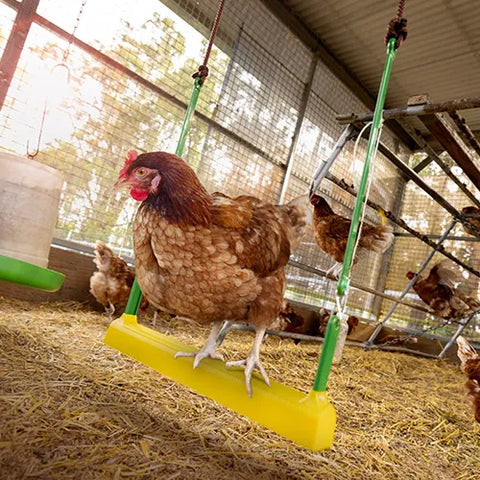 Bainbridge Chicken Swing - Pet And Farm 