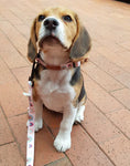 Boho Rainbow Dog Collar - Pet And Farm 