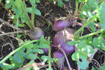 Mammoth Purple Top Turnip + Thiram - Pet And Farm 