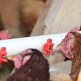 Cheeky Chooka Horizontal Poultry Water Nipple 5Pk - Pet And Farm 