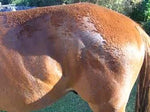 Donnybrook Hoof - Skin Repair Wash - Pet And Farm 