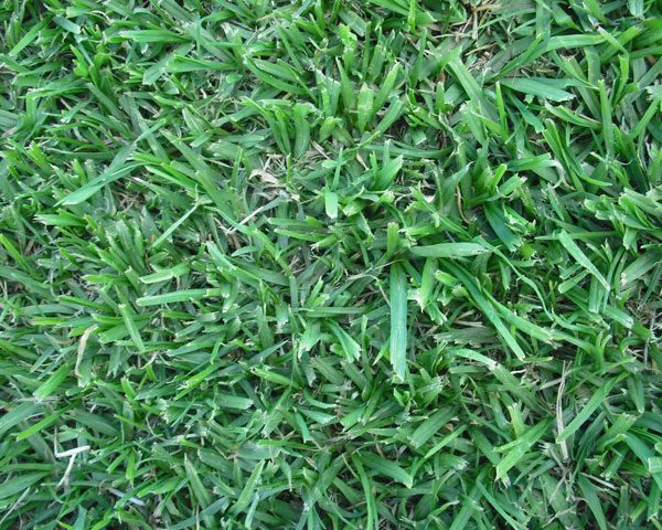 Kikuyu deals grass seed