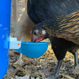 Cheecky Chooka DIY Poultry Drinker Cups - Pet And Farm 