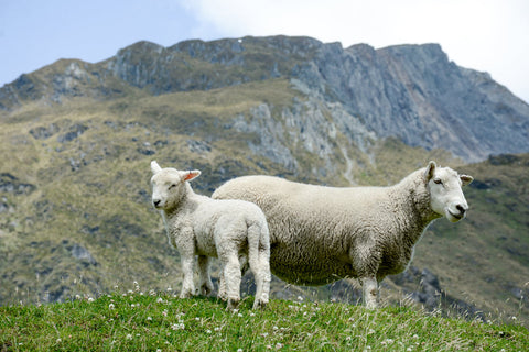 Fat Lamb Factory Pasture Seed Blend - Pet And Farm 